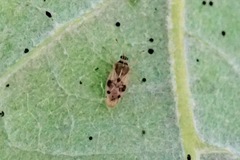 Monosteira unicostata
