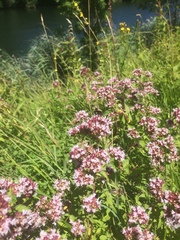 Origanum majorana