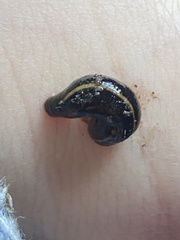 Chtonobdella limbata