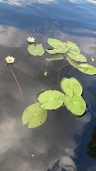 Nymphaea tetragona