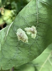 Calycomyza flavinotum