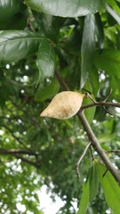 Amphibolips acuminata