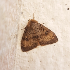 Lymantria dispar