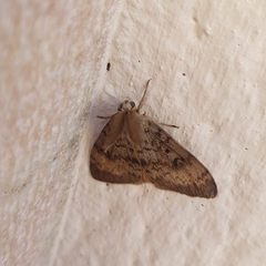 Lymantria dispar