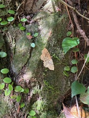 Xerodes rufescentaria