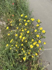 Helminthotheca echioides