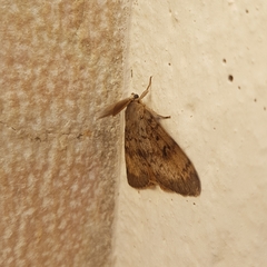 Lymantria dispar