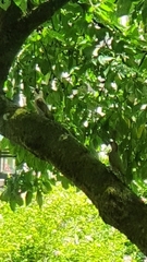 Picus viridis
