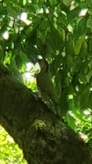 Picus viridis