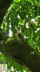 Picus viridis
