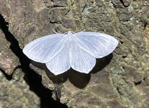 Snowy Geometer Moth photo 4