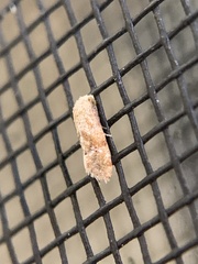 Platphalonidia