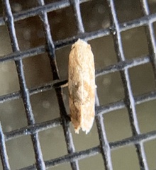 Platphalonidia