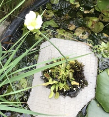 Dionaea