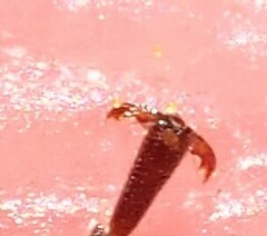 Hedychrum gerstaeckeri