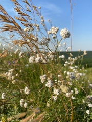 Gypsophila glomerata