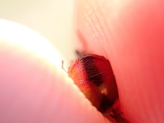 Hedychrum gerstaeckeri