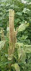 Amaranthus caudatus