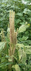 Amaranthus caudatus
