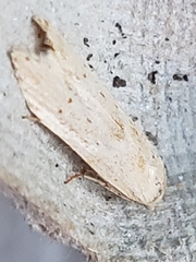 Blastobasis lacticolella