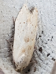 Blastobasis lacticolella