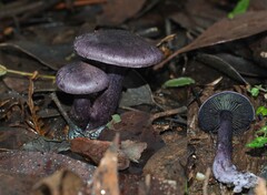 Cortinarius austroviolaceus
