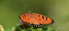 Acraea terpsicore