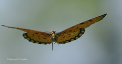 Acraea terpsicore