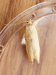 Blastobasis lacticolella