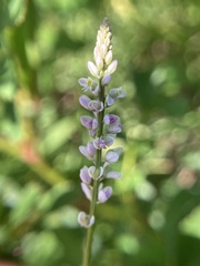 Polygala verticillata