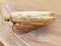 Blastobasis lacticolella