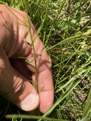 Polygala verticillata