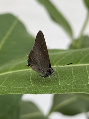 Satyrium calanus