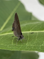 Satyrium calanus