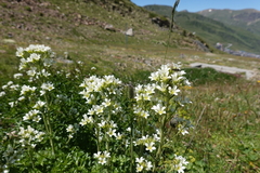 Saxifraga aquatica