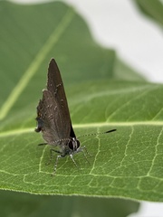 Satyrium calanus