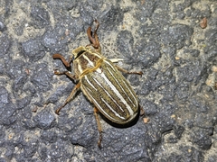 Polyphylla crinita