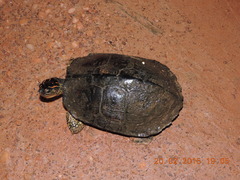 Rhinoclemmys punctularia