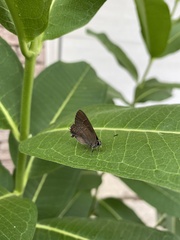 Satyrium calanus