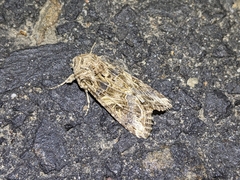 Spodoptera praefica