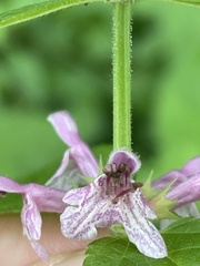 Stachys latidens