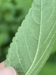 Stachys latidens
