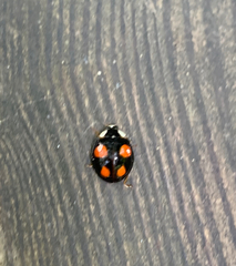Harmonia axyridis