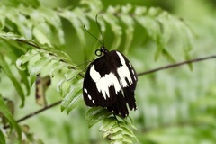 Papilio euchenor