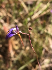 Utricularia leptoplectra