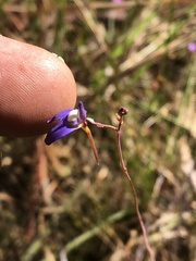 Utricularia leptoplectra