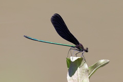 Atrocalopteryx atrata
