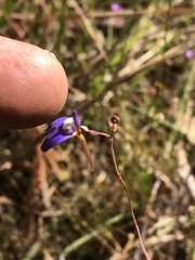 Utricularia leptoplectra