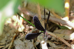 Atrocalopteryx atrata