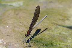 Atrocalopteryx atrata